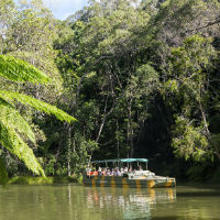 Rainforest Tours Cairns